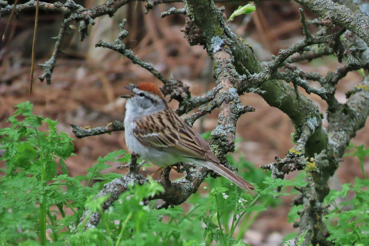 Chipping Sparrow - ML618204117