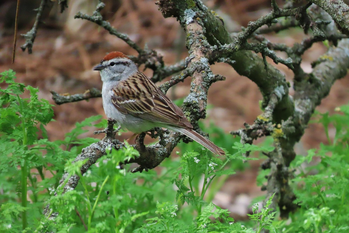 Chipping Sparrow - ML618204118