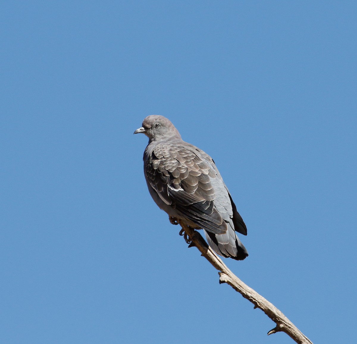 Spot-winged Pigeon - ML618204149