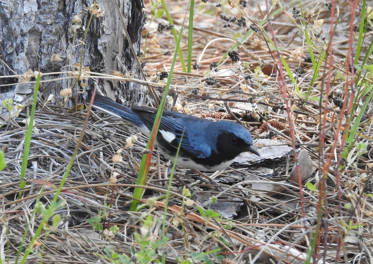 Black-throated Blue Warbler - ML618204150