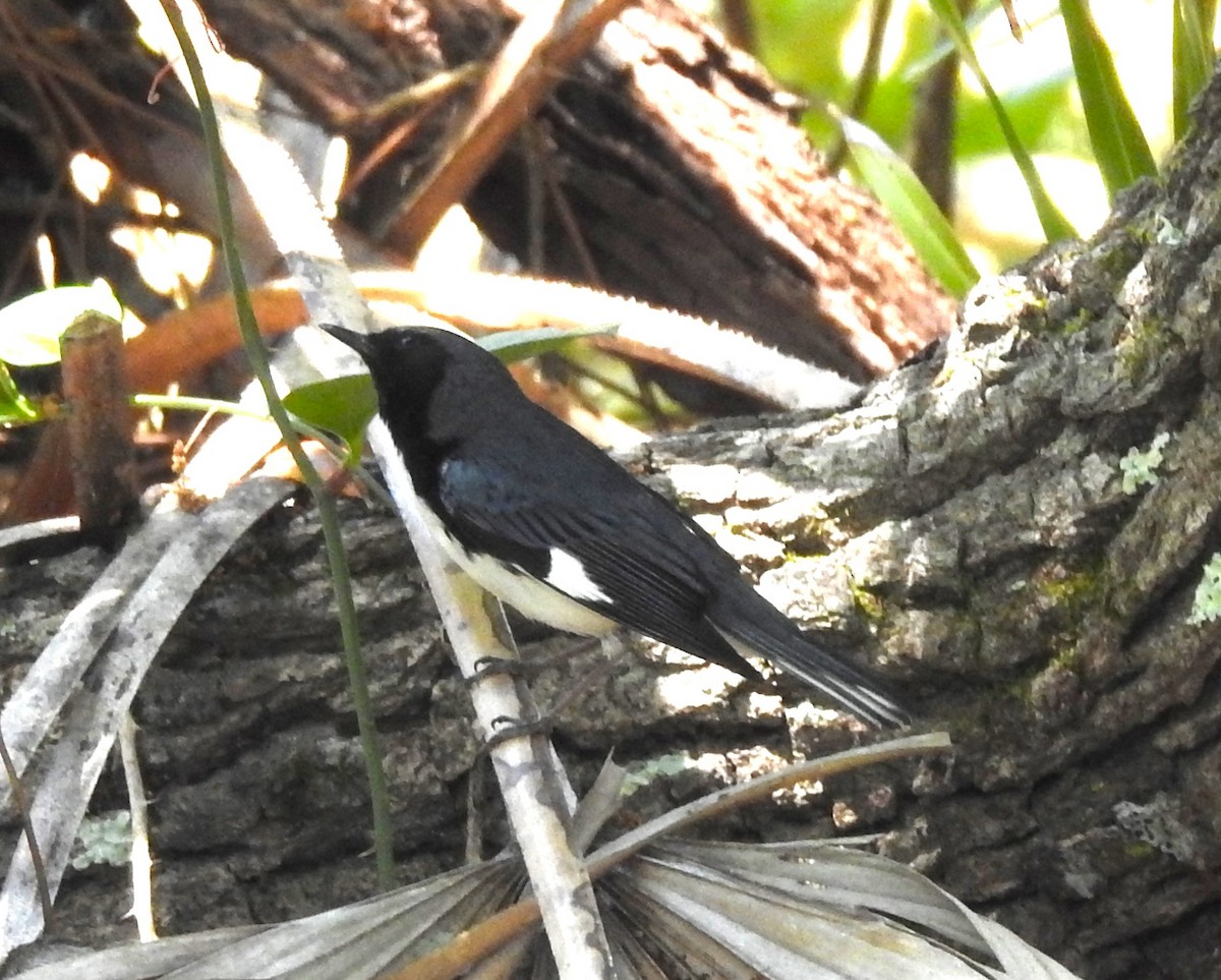 Black-throated Blue Warbler - ML618204151