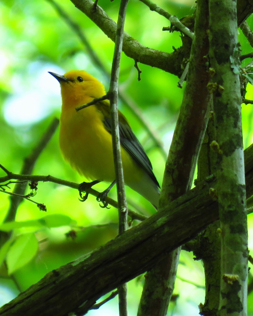 Prothonotary Warbler - ML618204165