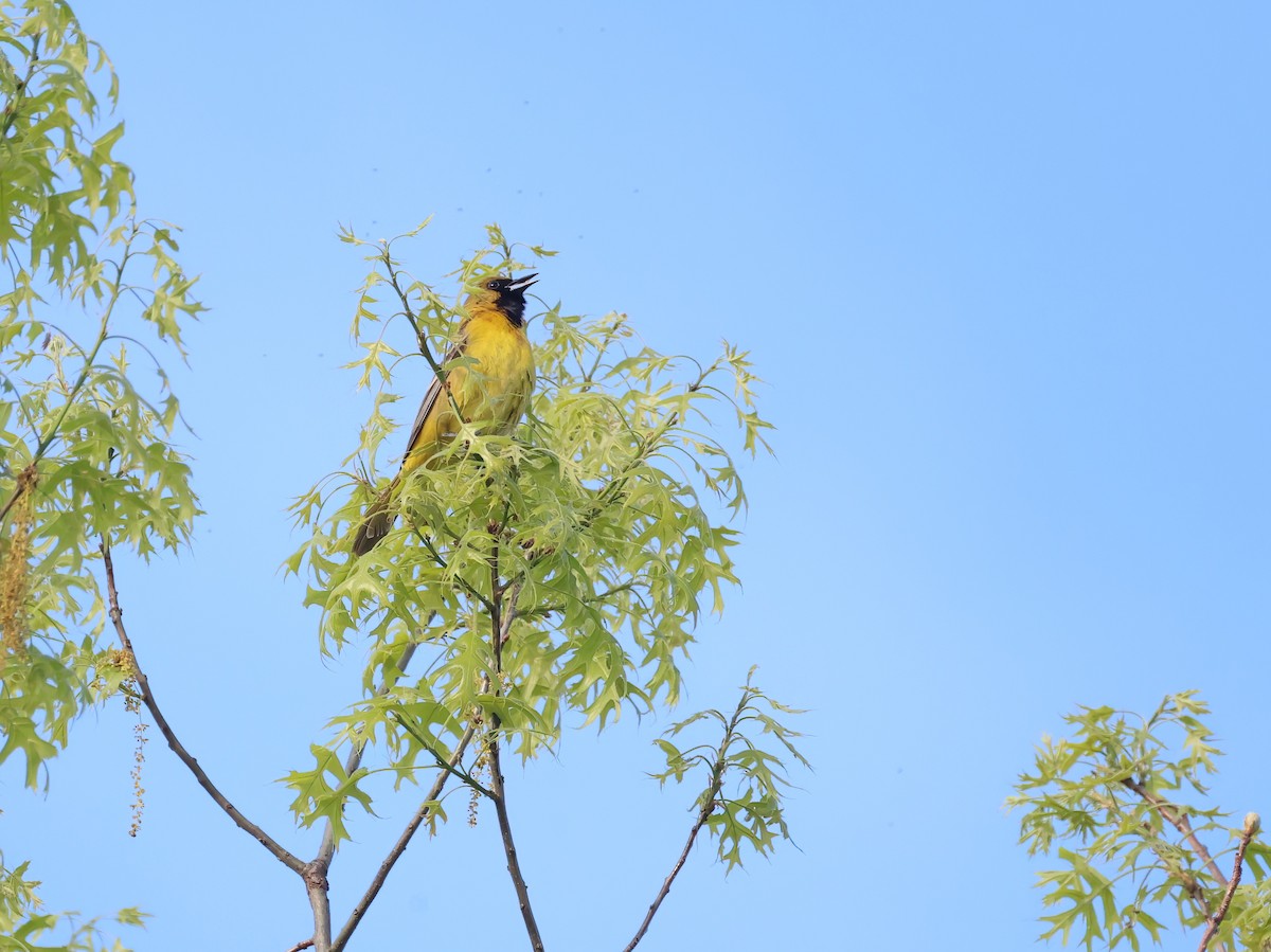 Orchard Oriole - ML618204173