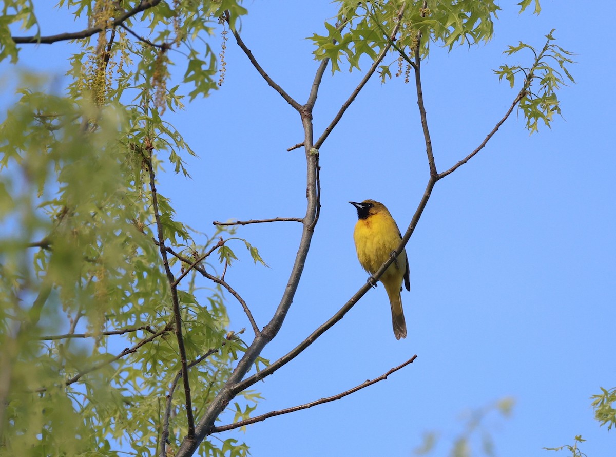 Orchard Oriole - ML618204174