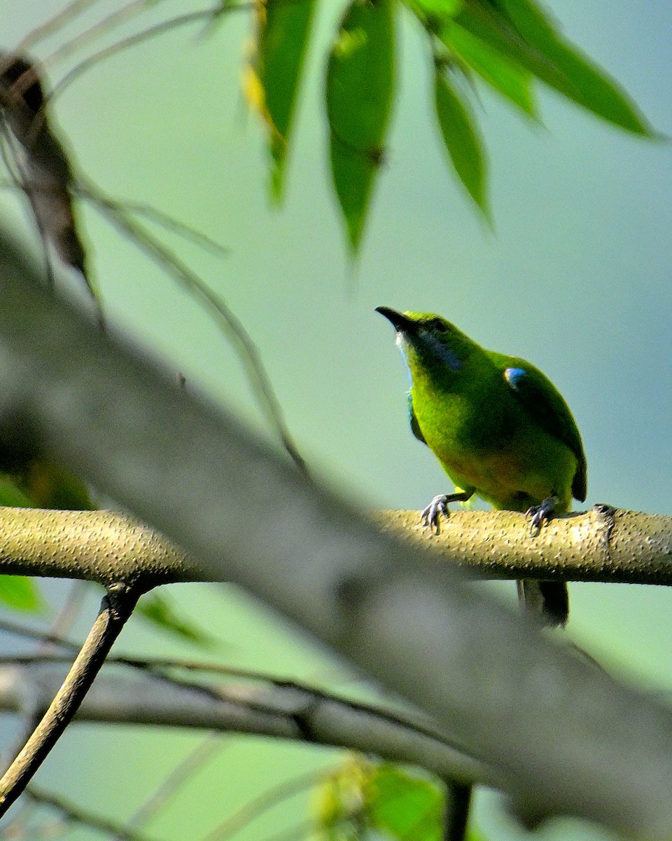 Orange-bellied Leafbird - Rajesh Gopalan