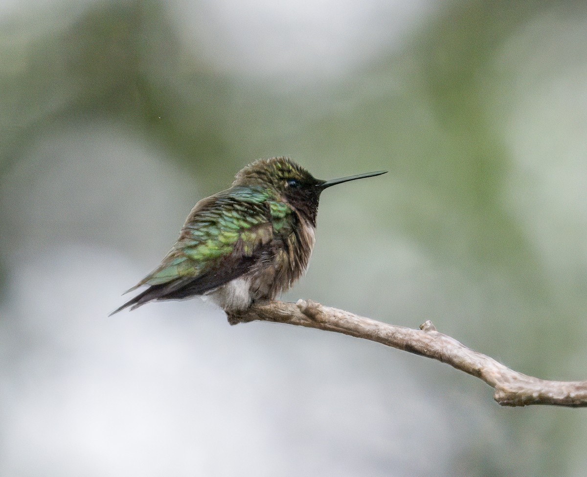 Ruby-throated Hummingbird - Bert Filemyr