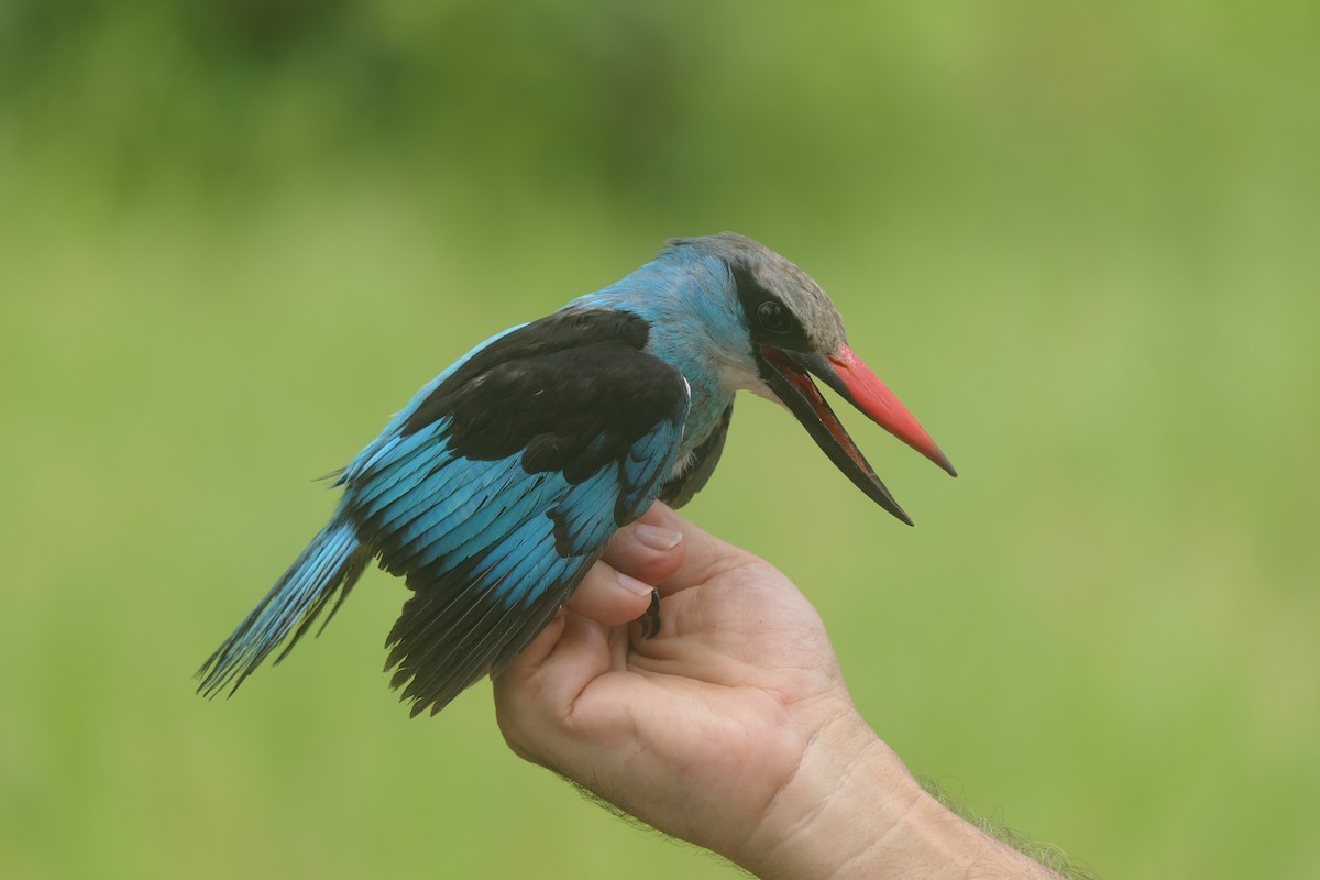 Blue-breasted Kingfisher - ML618204287