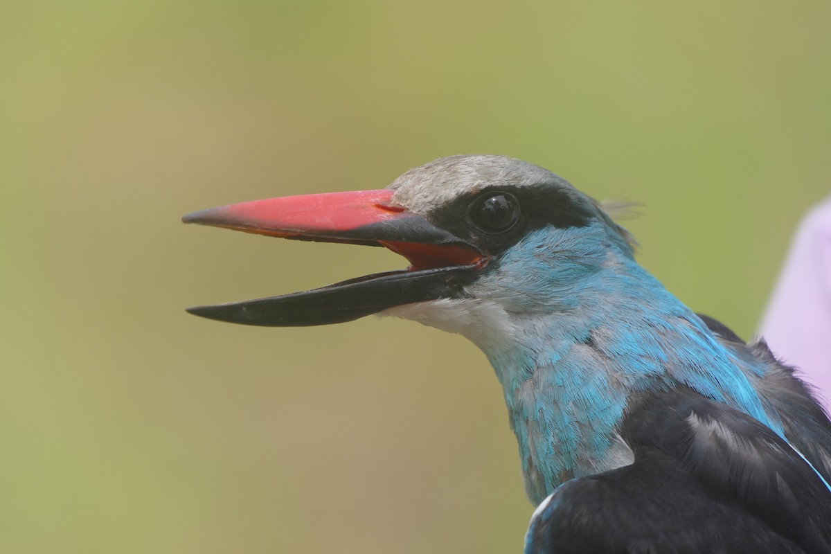 Blue-breasted Kingfisher - ML618204288