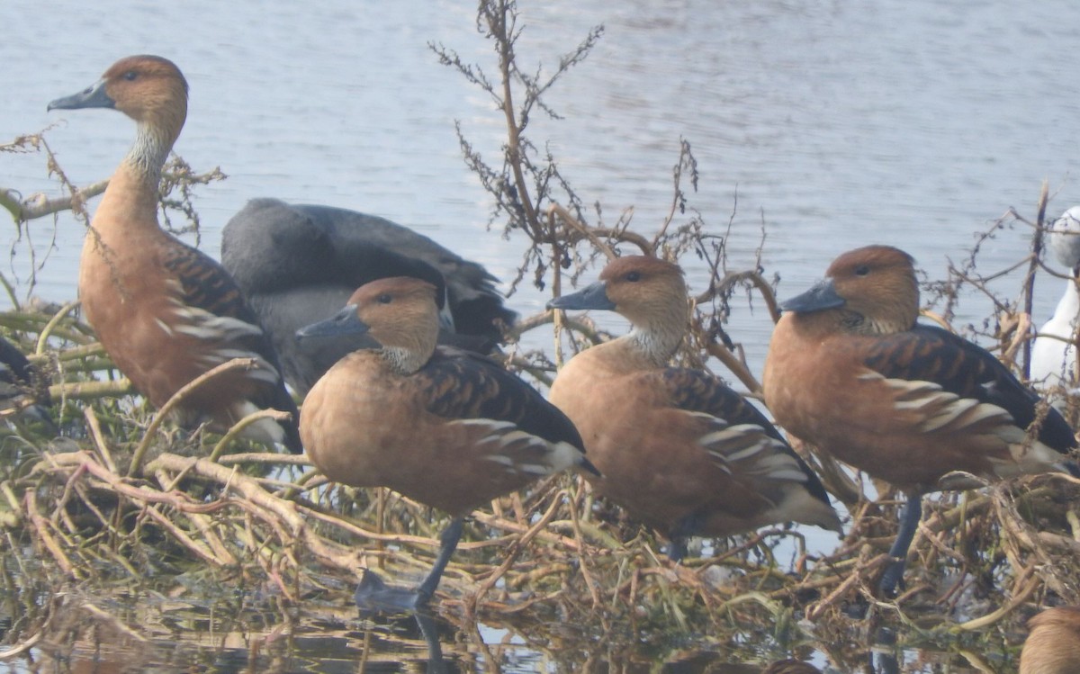 Fulvous Whistling-Duck - ML618204313