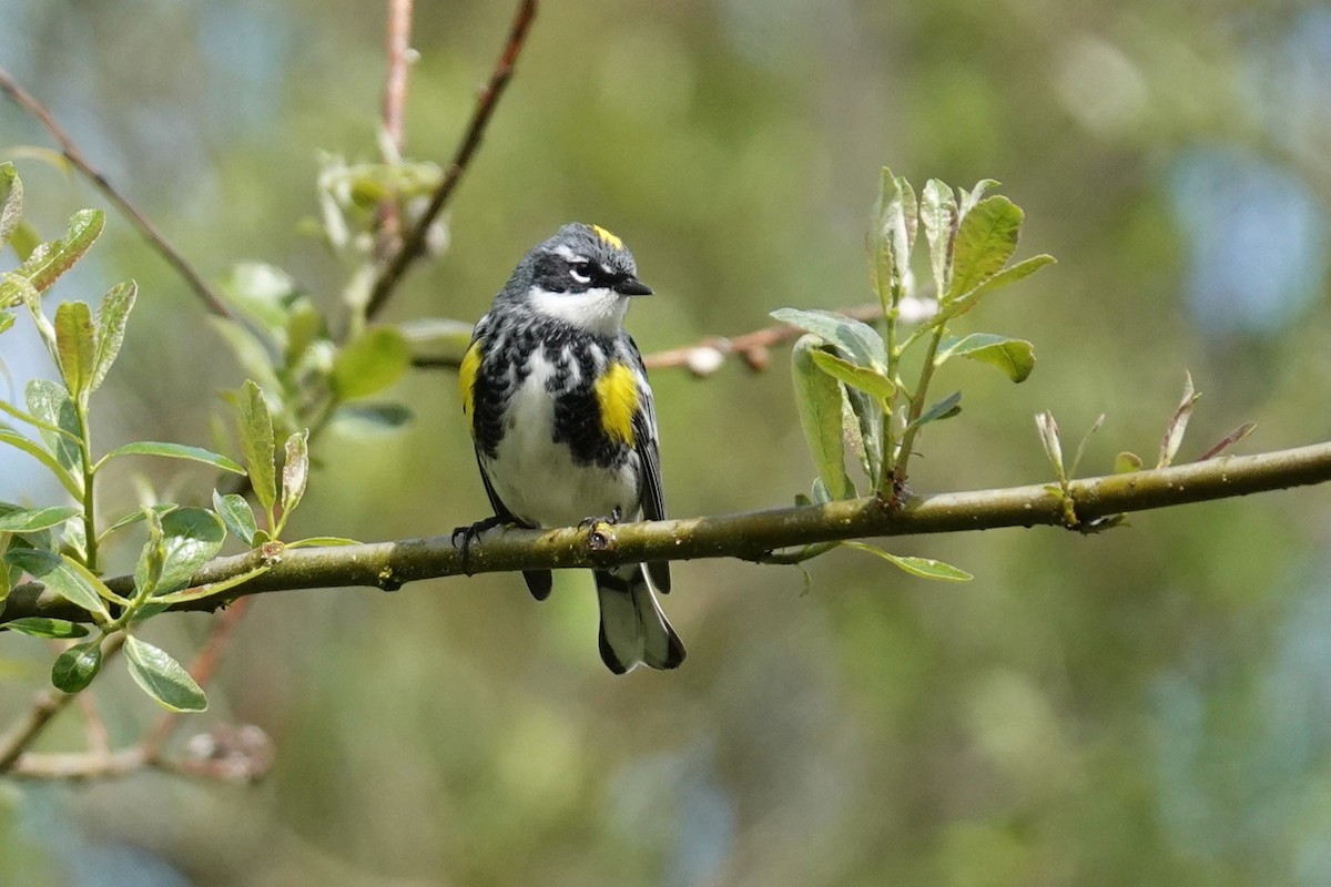 Yellow-rumped Warbler (Myrtle) - Steve Hampton