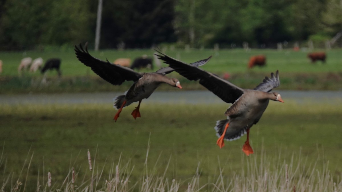Greater White-fronted Goose - ML618204357