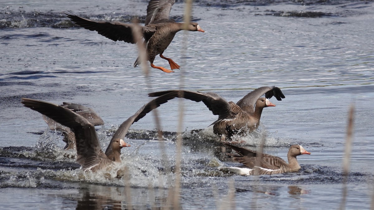 Greater White-fronted Goose - ML618204358