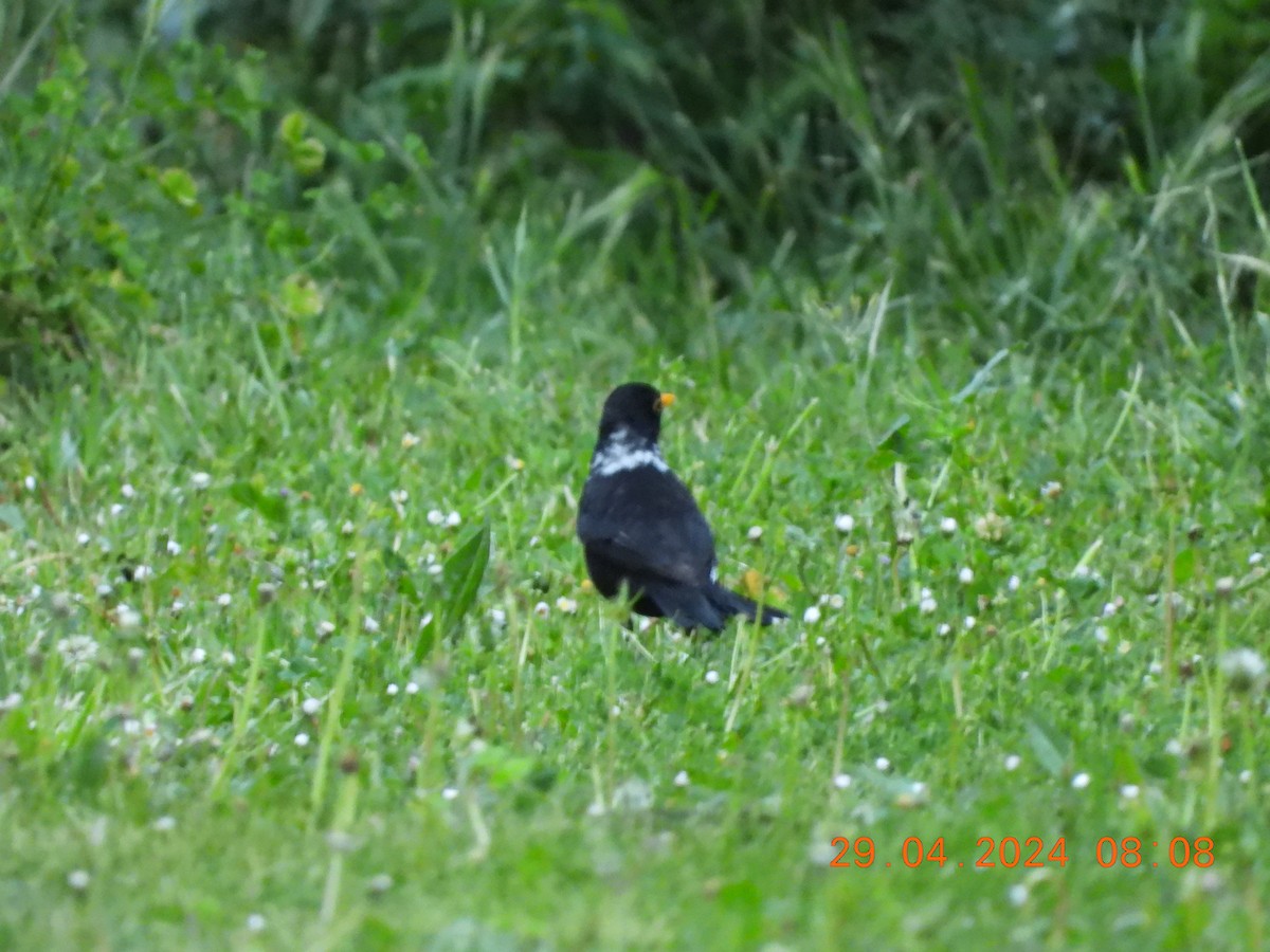 Eurasian Blackbird - ML618204361