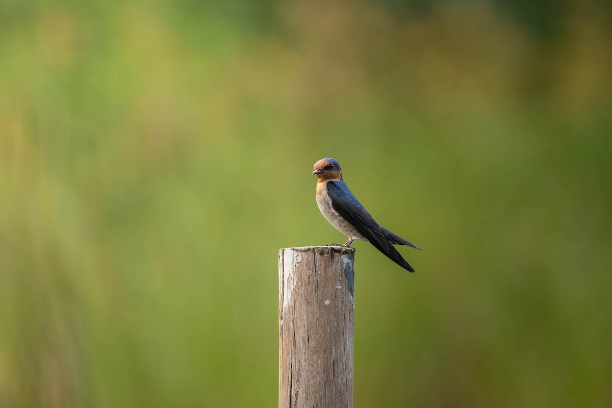 Pacific Swallow - ML618204388