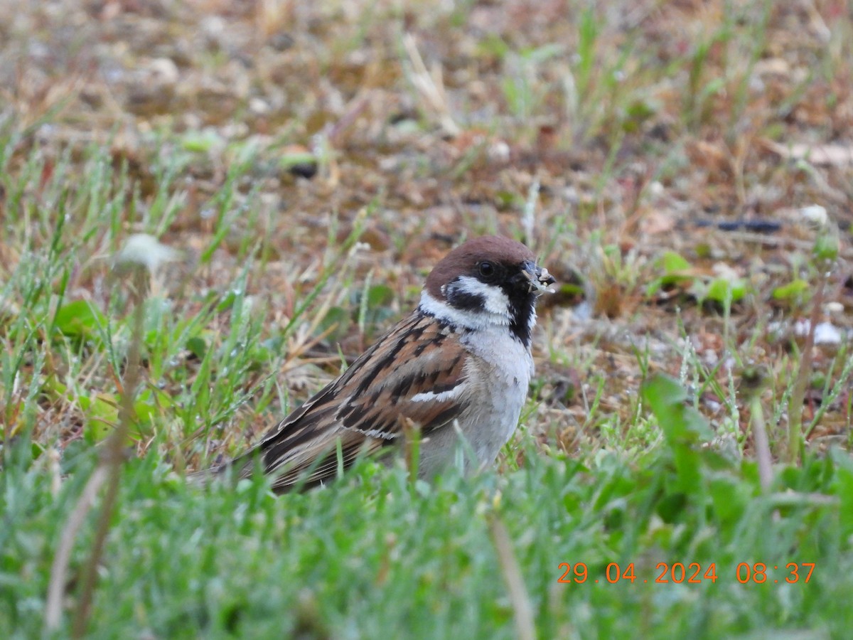Eurasian Tree Sparrow - ML618204391