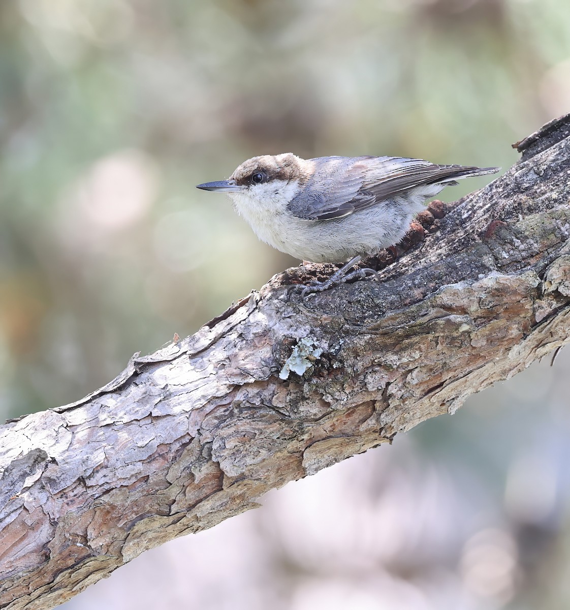 Brown-headed Nuthatch - ML618204395