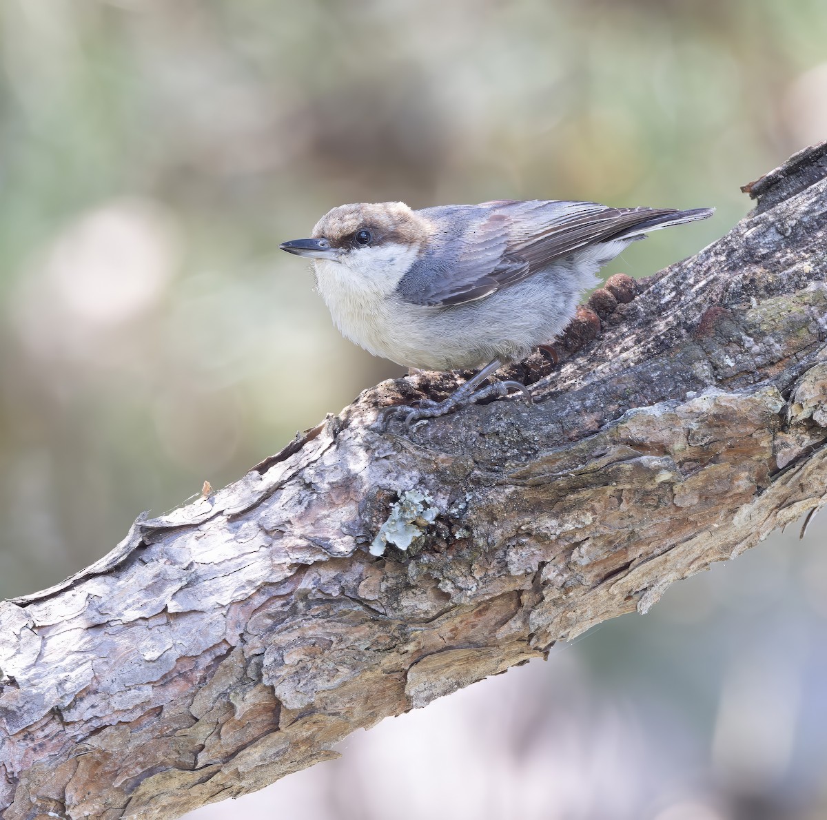 Brown-headed Nuthatch - Steve and Cyndi Routledge