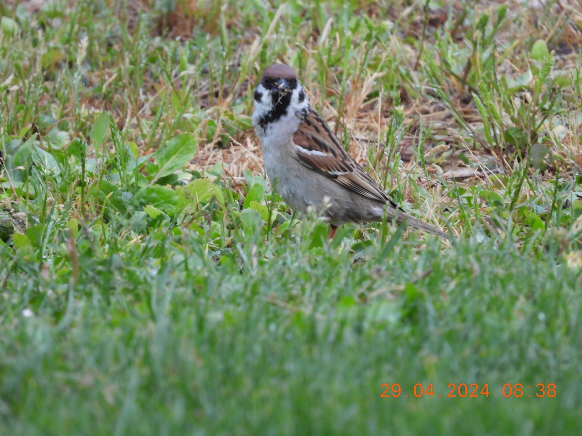 Eurasian Tree Sparrow - ML618204401
