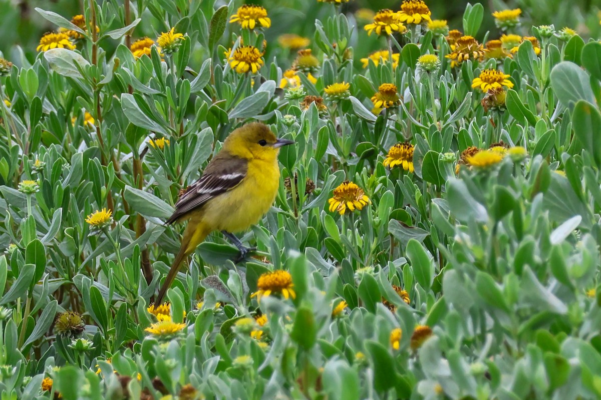 Orchard Oriole - ML618204404