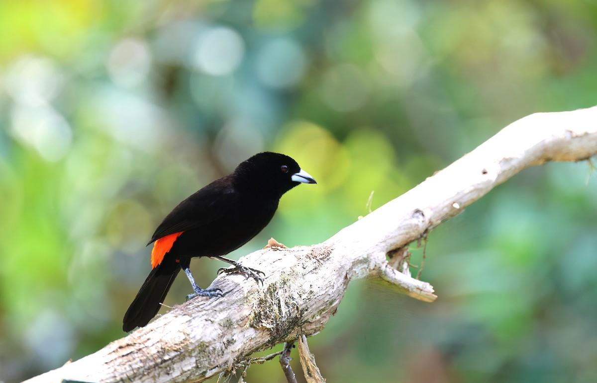 Scarlet-rumped Tanager - ML618204450