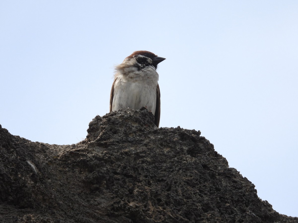 Eurasian Tree Sparrow - ML618204460