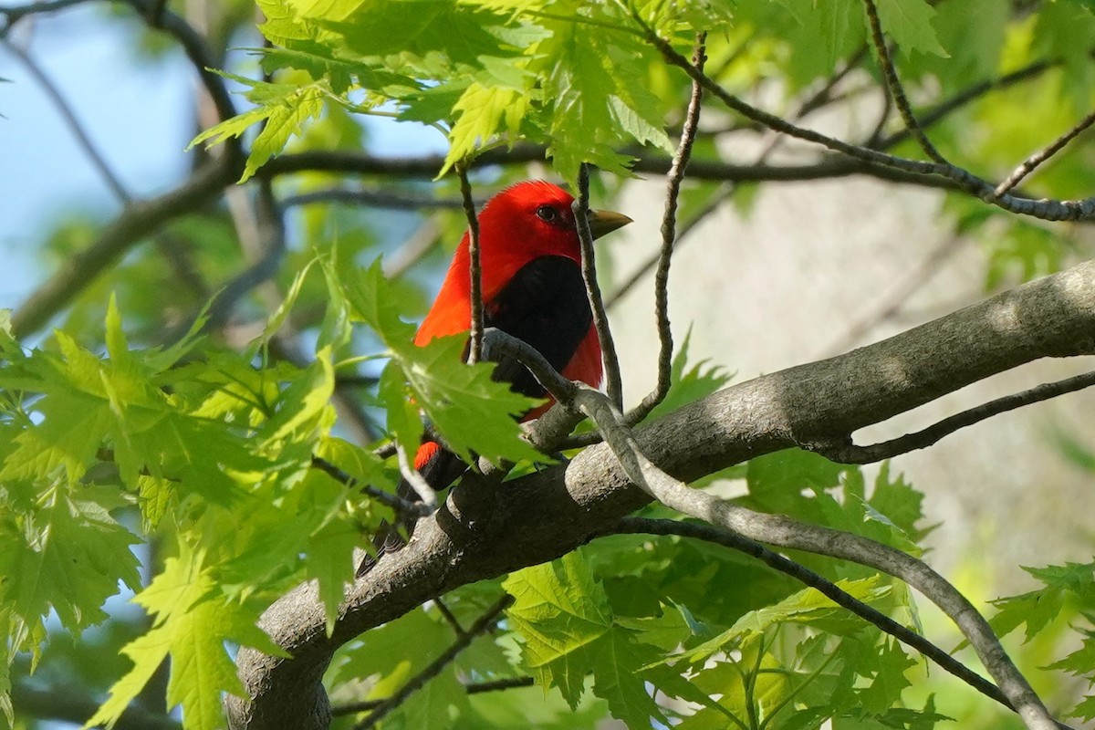 Scarlet Tanager - ML618204506