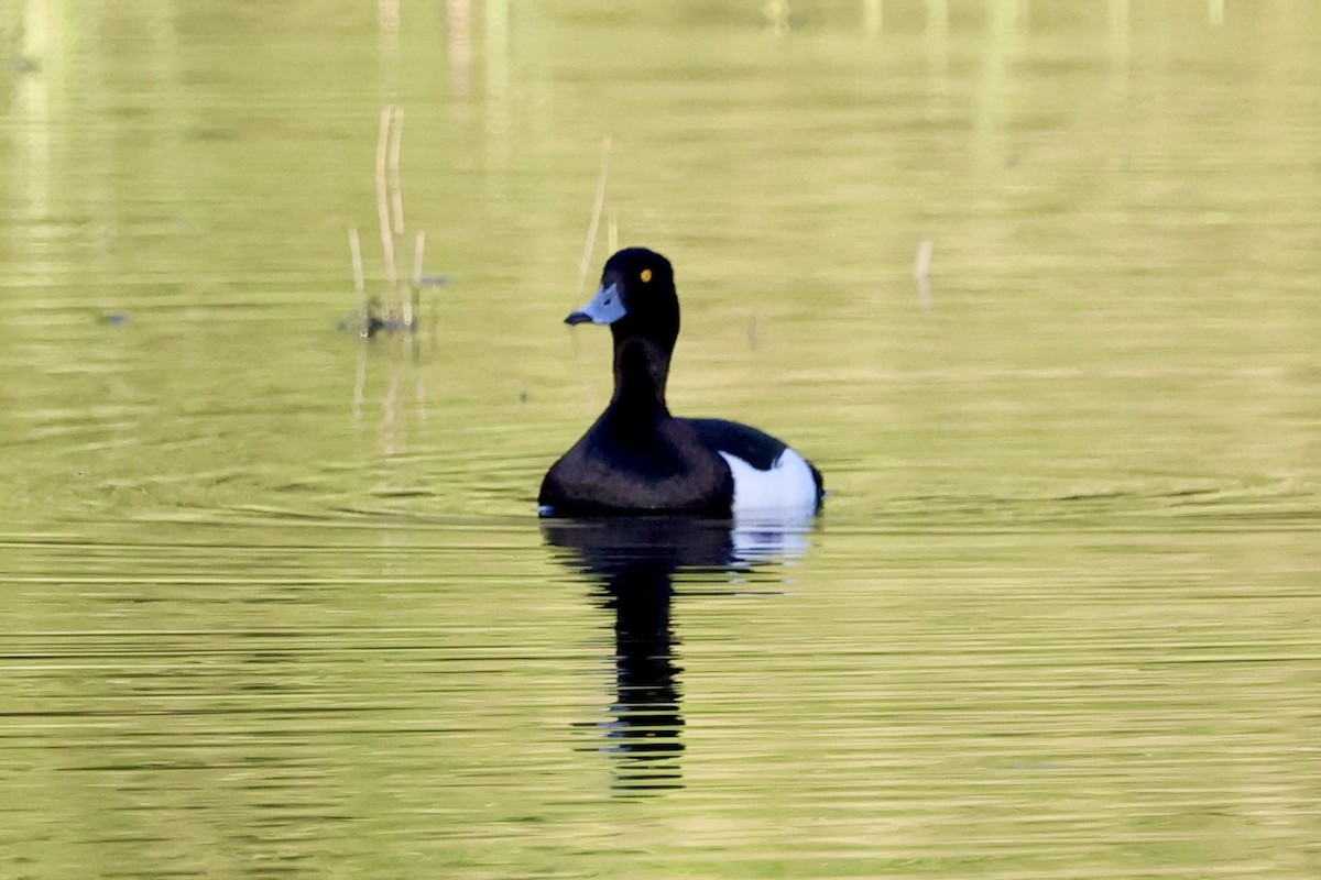 Tufted Duck - ML618204515