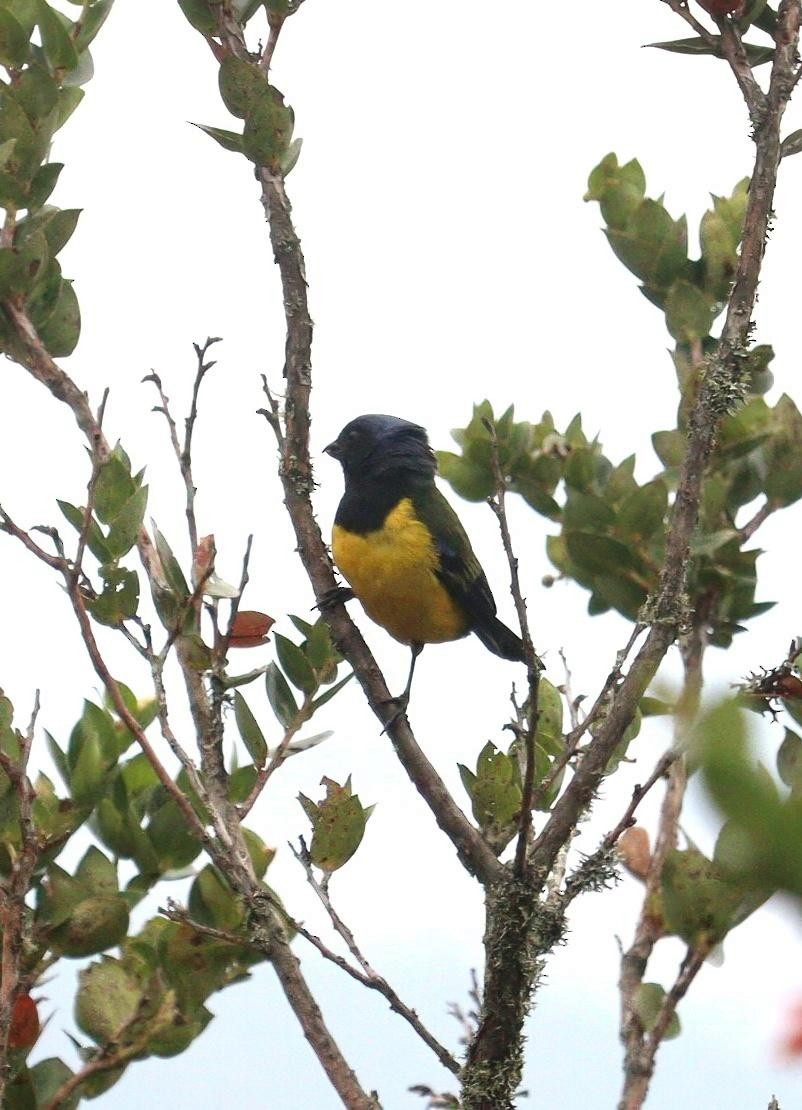 Black-chested Mountain Tanager - ML618204520