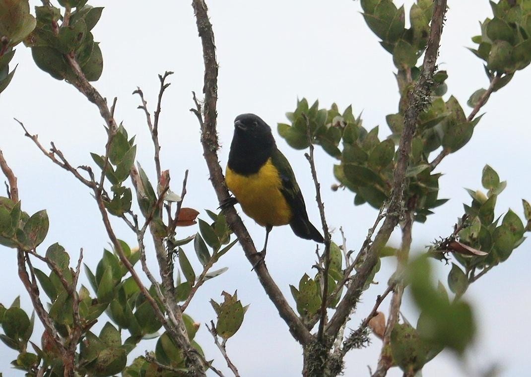 Black-chested Mountain Tanager - ML618204530