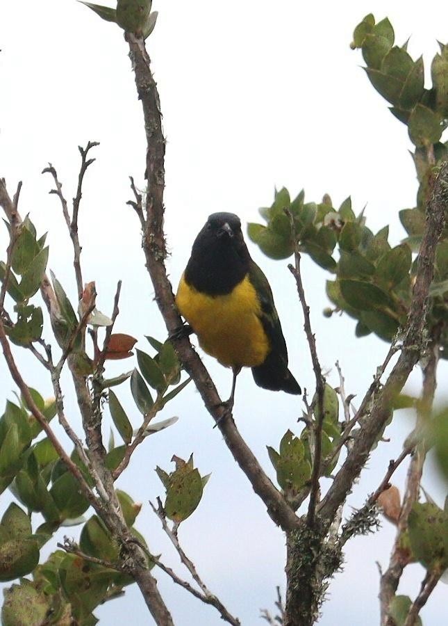 Black-chested Mountain Tanager - ML618204533
