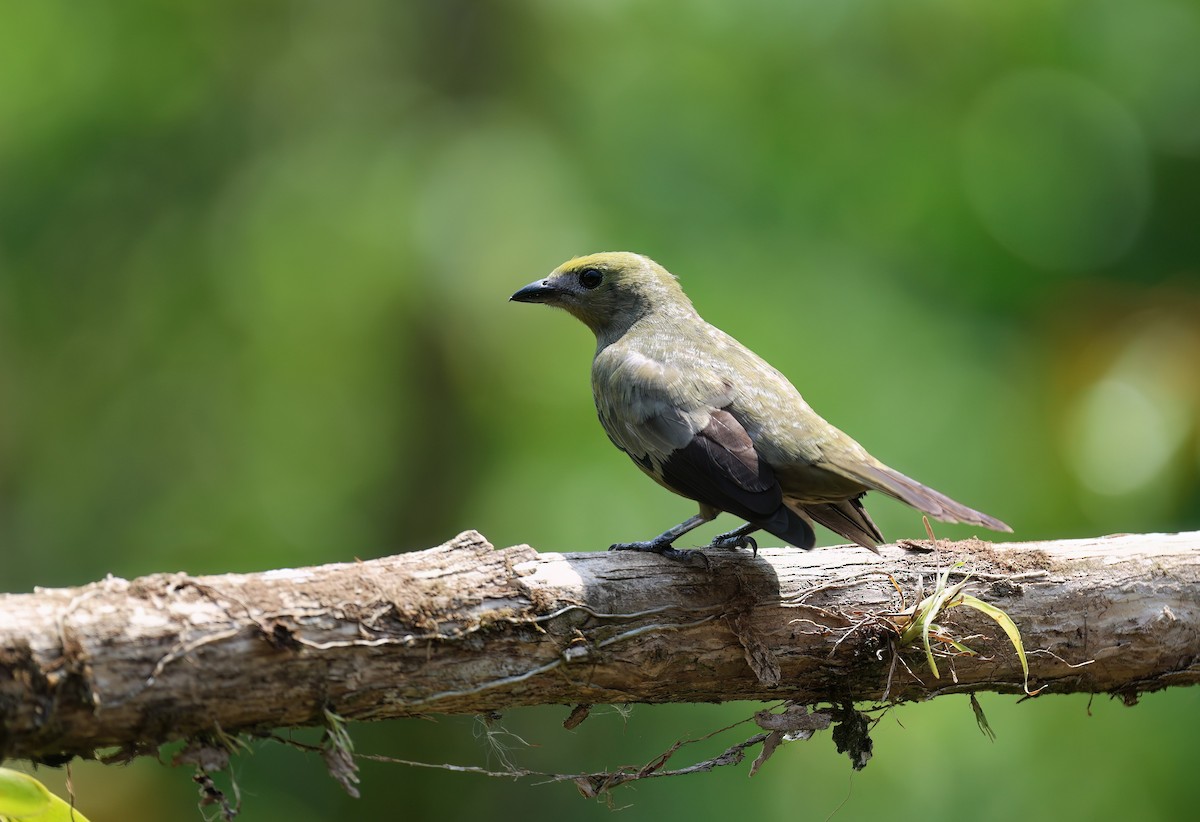 Palm Tanager - ML618204539