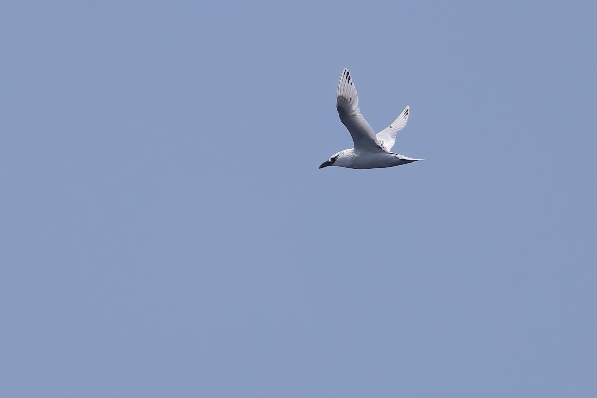 Red-tailed Tropicbird - ML618204541
