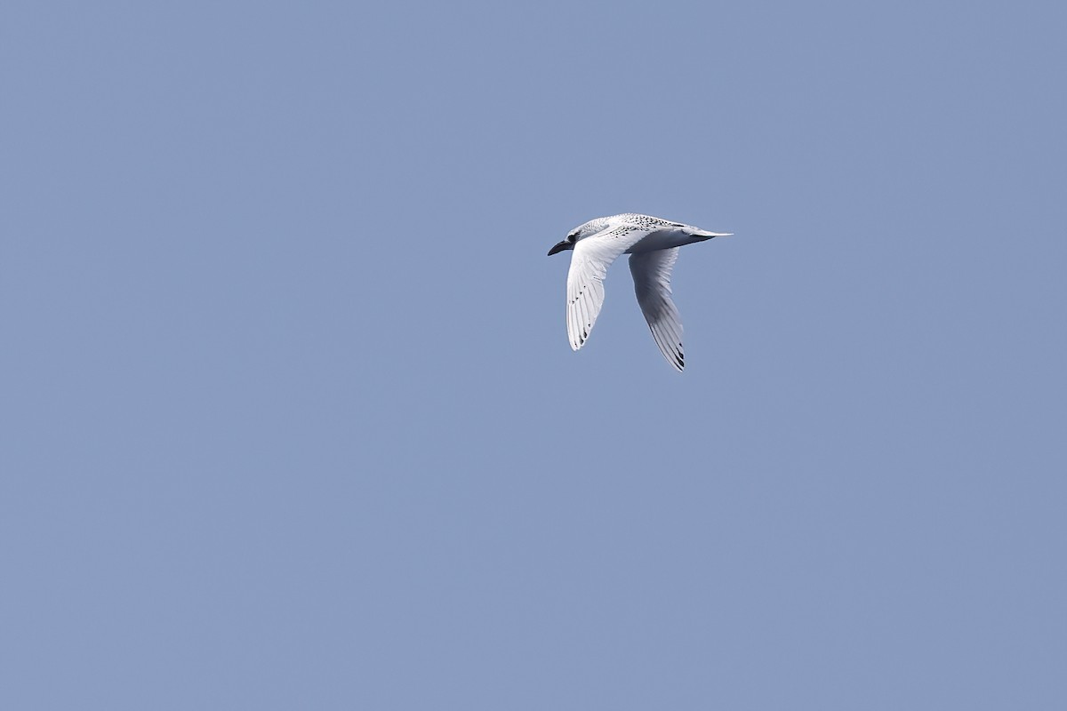 Red-tailed Tropicbird - ML618204542