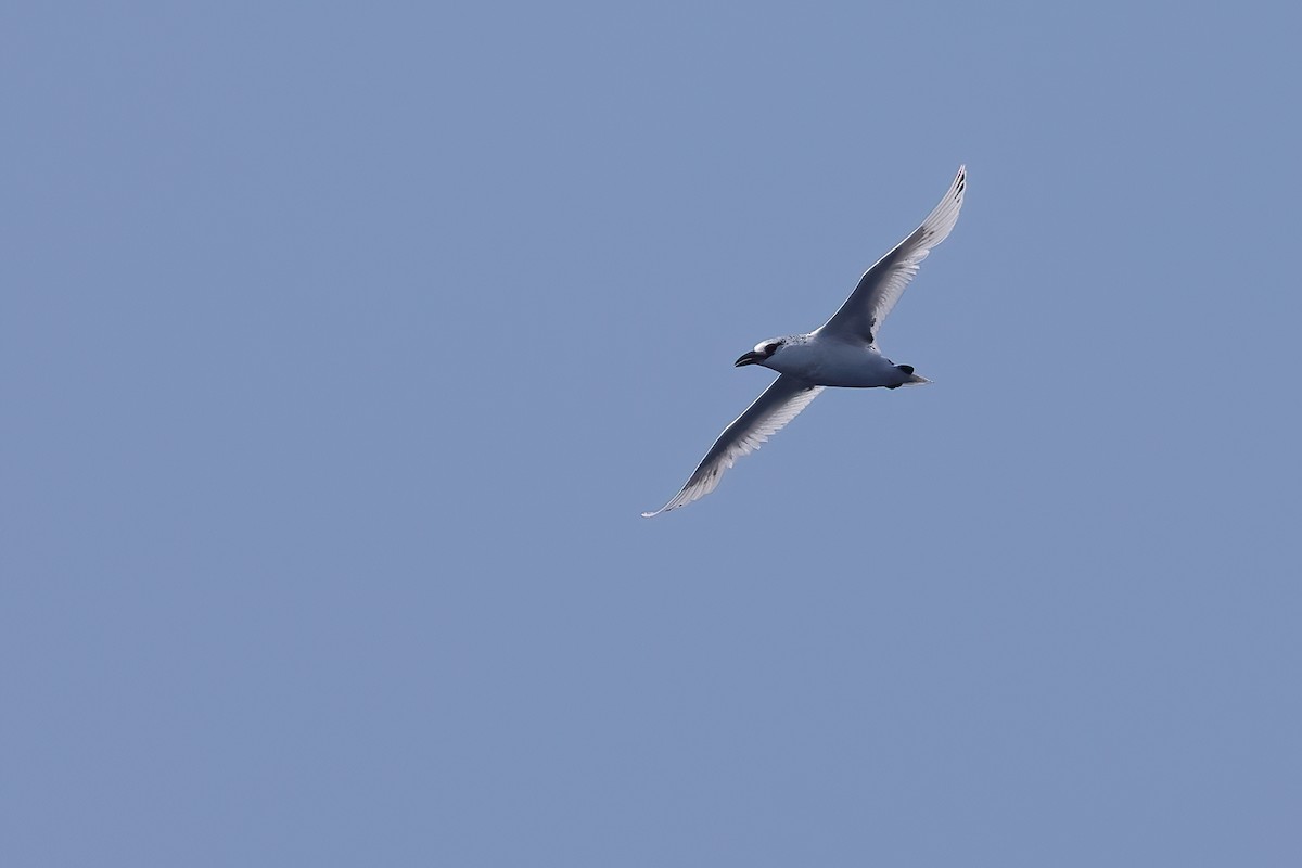 Red-tailed Tropicbird - ML618204546