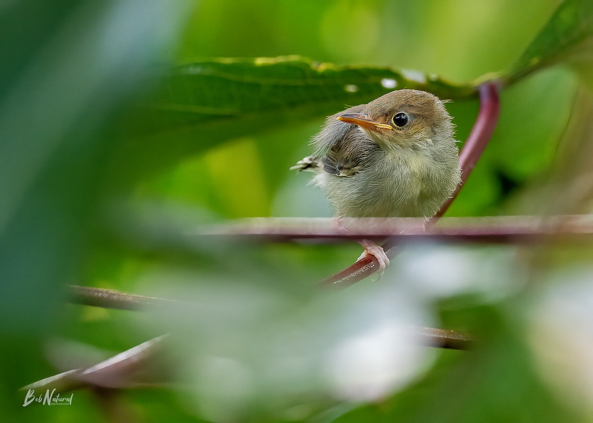 Olive-backed Tailorbird - Bob Natural