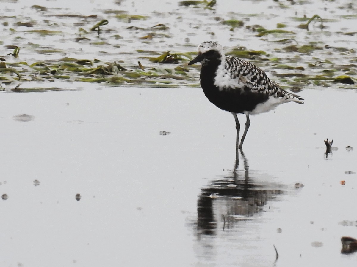 Black-bellied Plover - Tina Toth