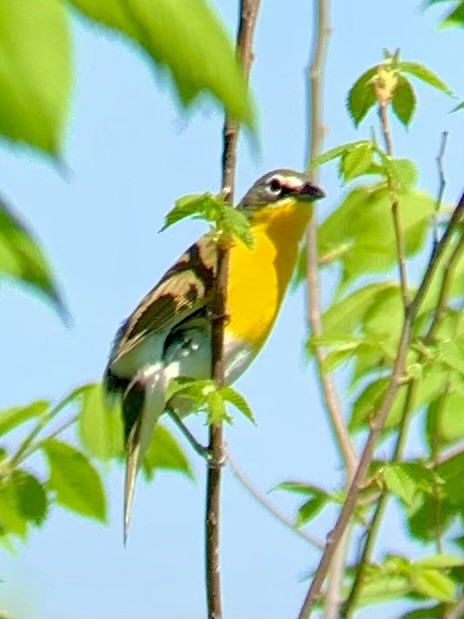 Yellow-breasted Chat - ML618204623