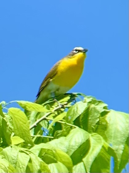 Yellow-breasted Chat - ML618204624
