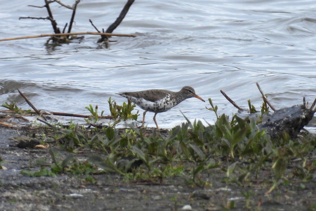 Spotted Sandpiper - Nancy Buis