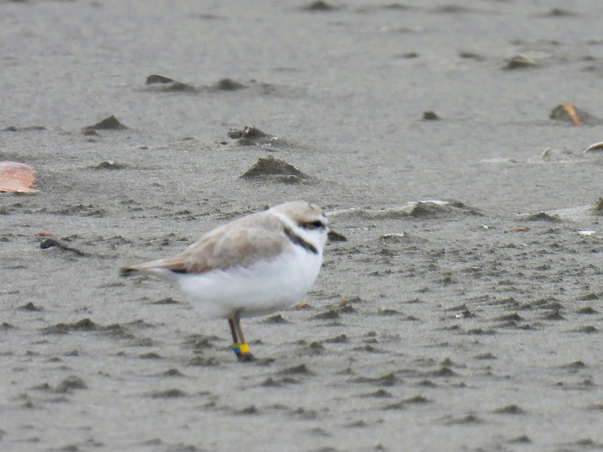 Snowy Plover - Tina Toth