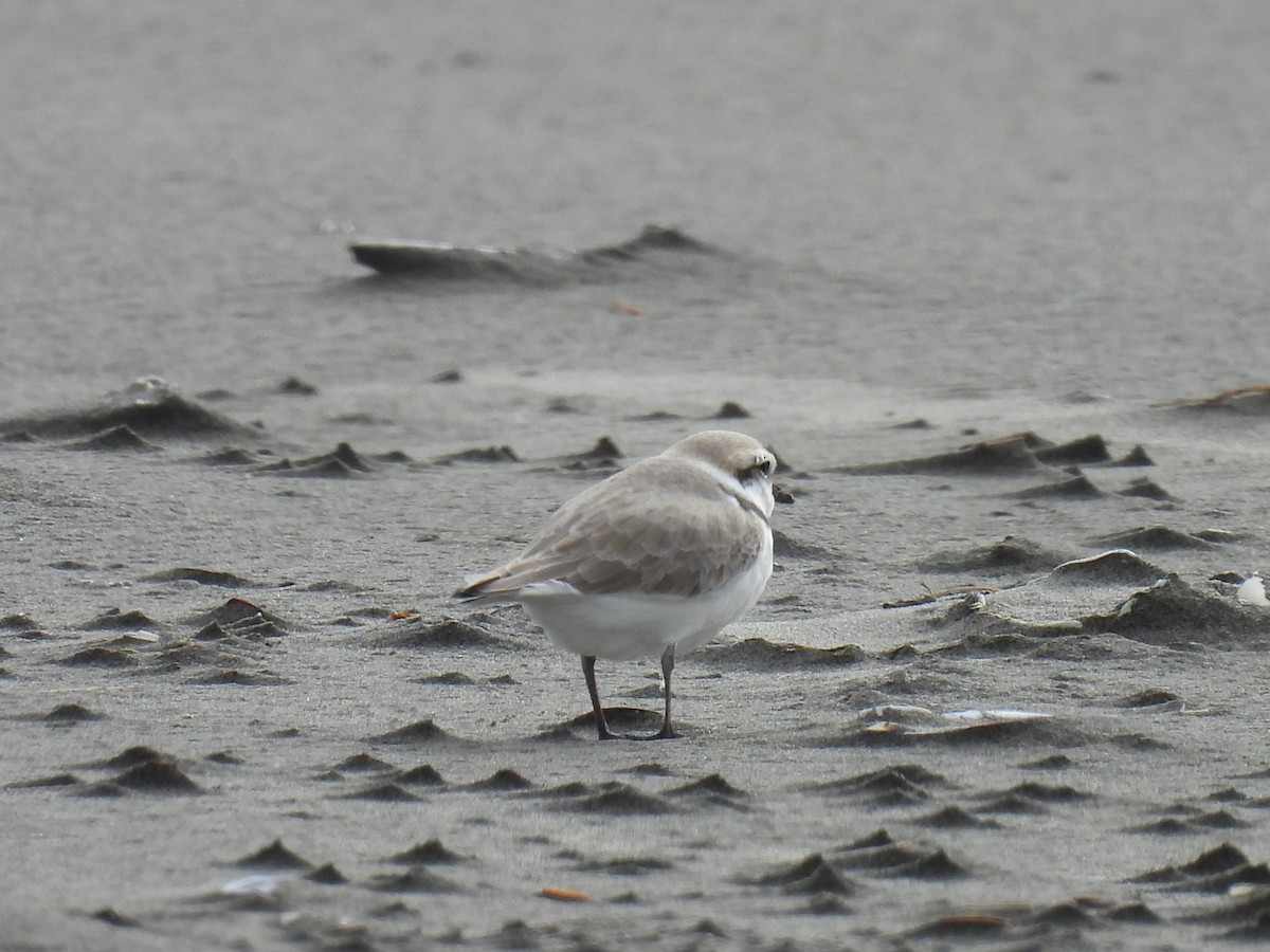 Snowy Plover - Tina Toth