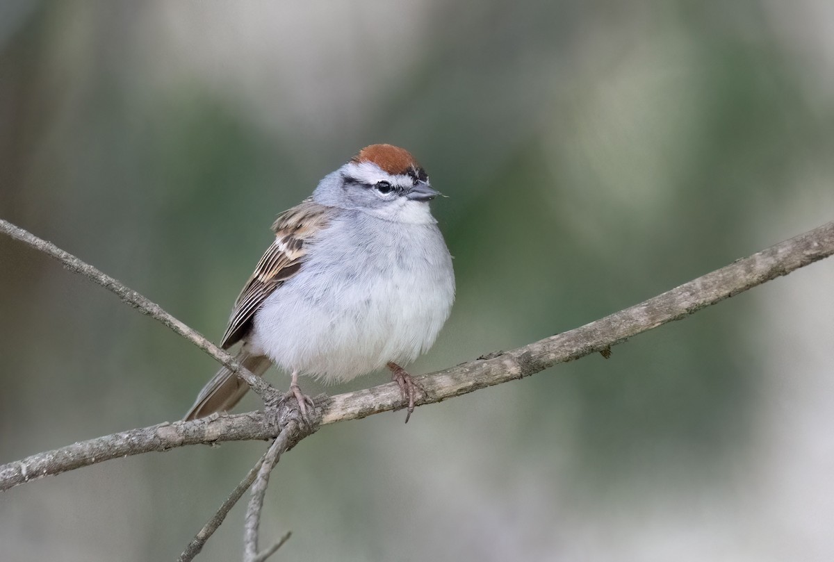 Chipping Sparrow - ML618204737