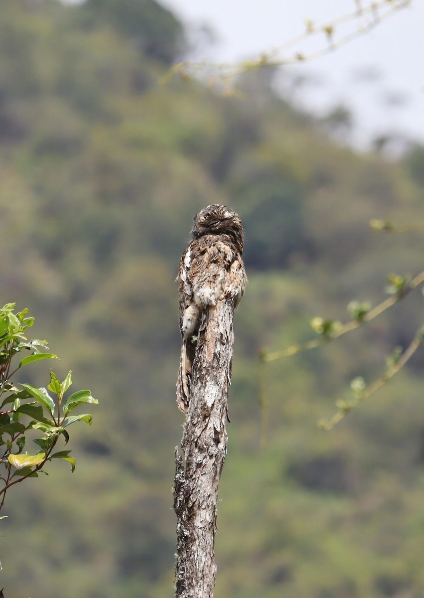 Andean Potoo - ML618204739