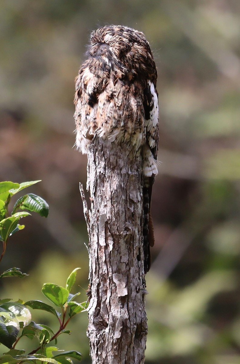 Andean Potoo - ML618204742