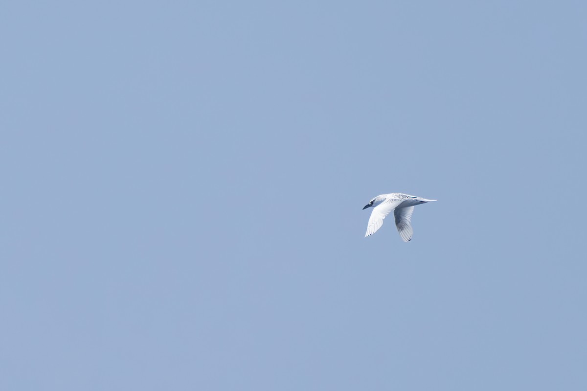 Red-tailed Tropicbird - ML618204752