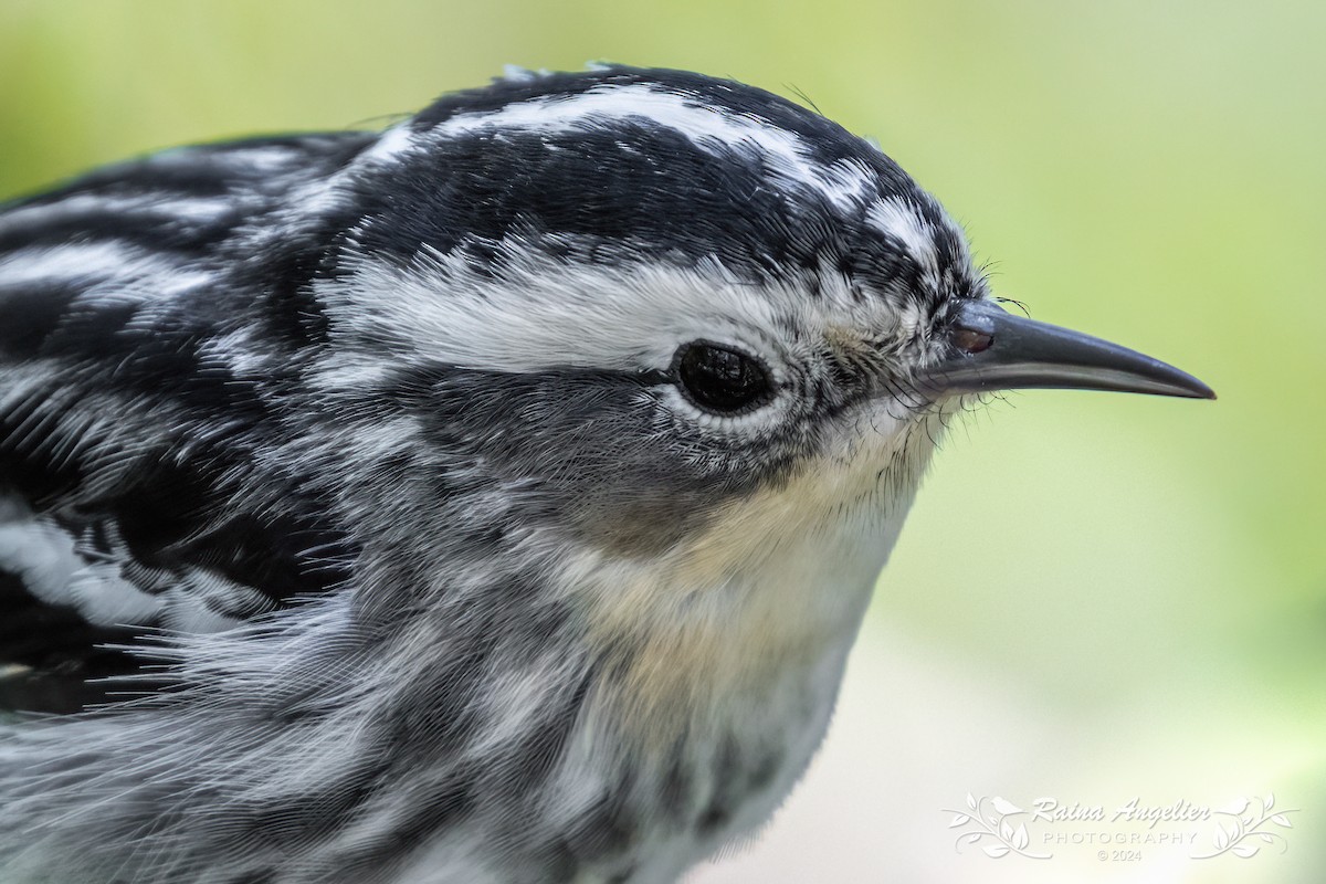 Black-and-white Warbler - ML618204779