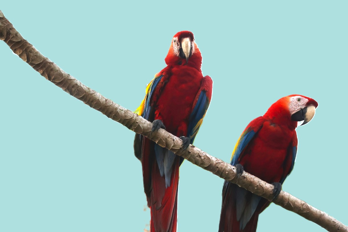 Scarlet Macaw - ML618204781