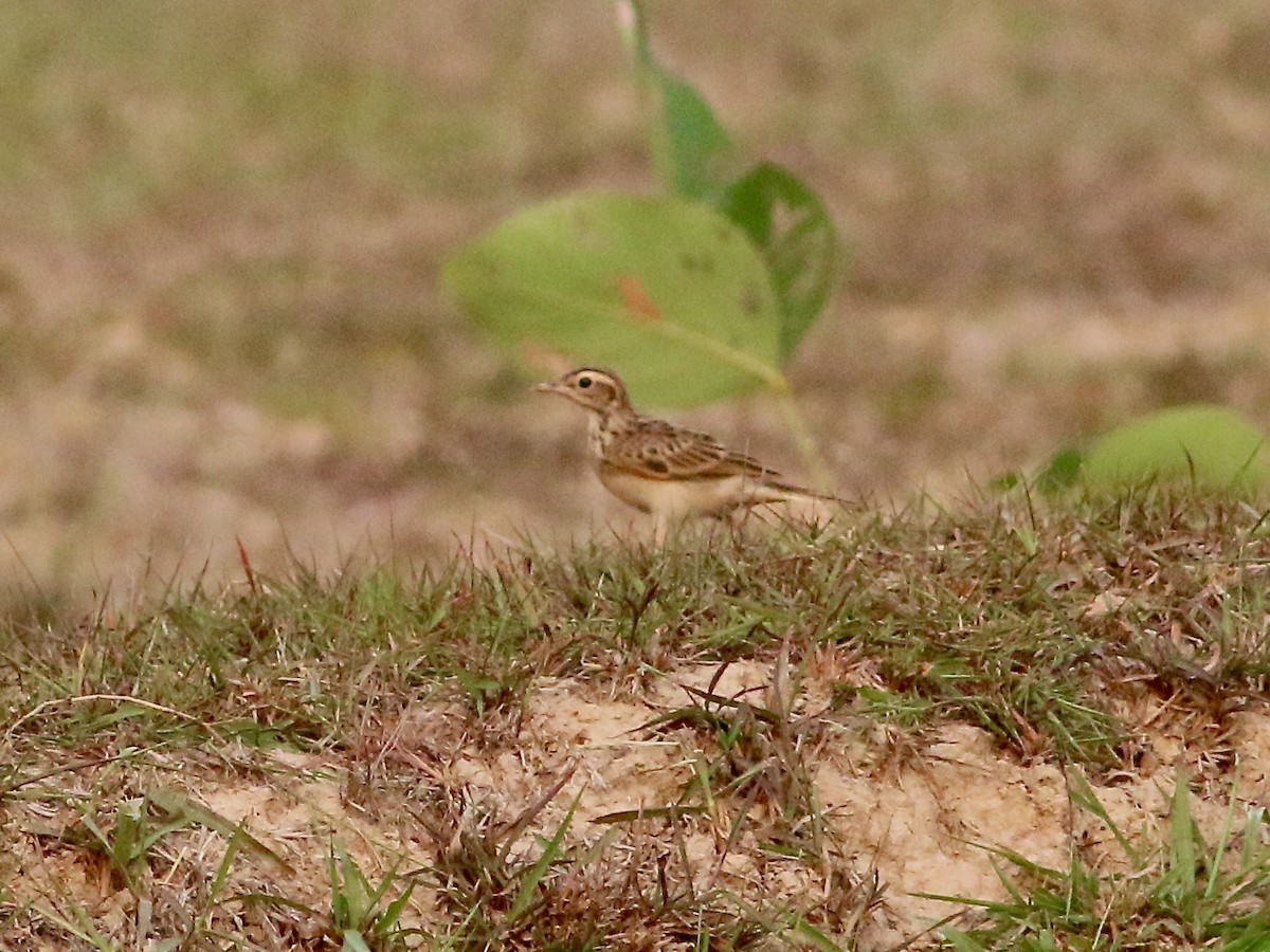 Paddyfield Pipit - Joost Foppes