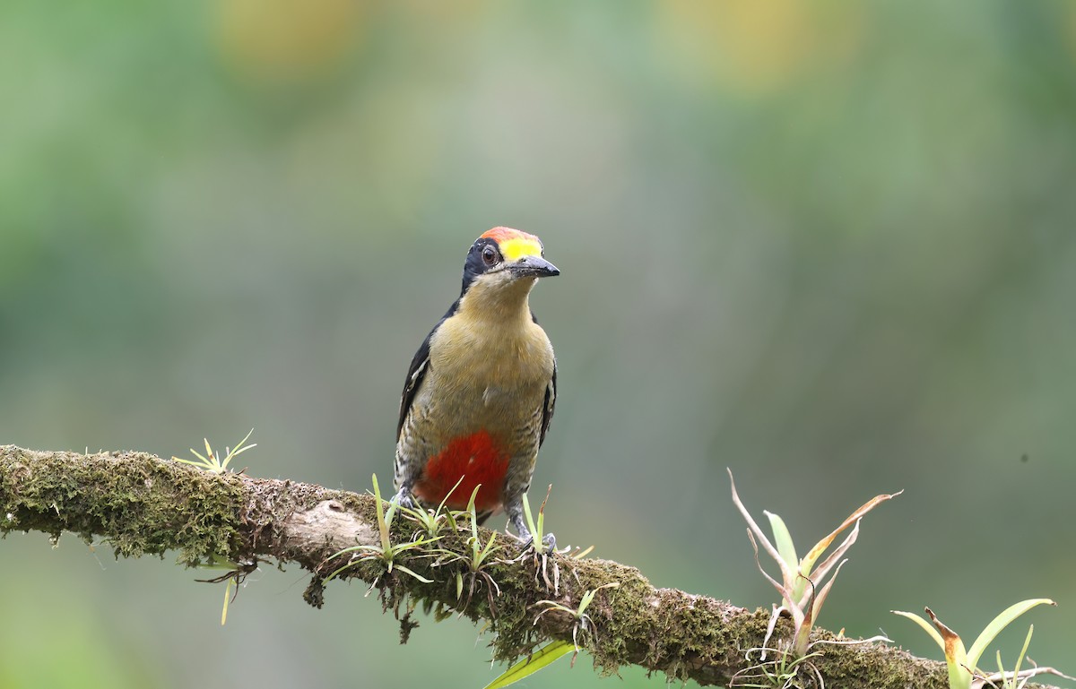 Golden-naped Woodpecker - Channa Jayasinghe