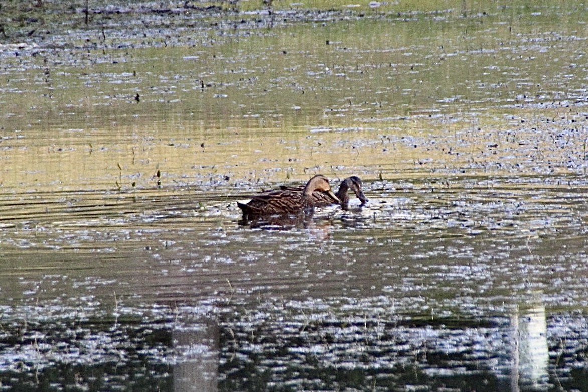 Mottled Duck (Florida) - ML618204825
